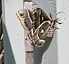 cecropia-moth-side-2.jpg