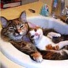 cats-take-bath.jpg