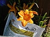 2012-07-12-more-daylilies-001.jpg
