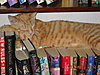 library-cat.jpg