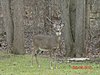 deer-visit-xmas-2012-018.jpg