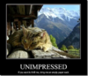 unimpressedcat.png