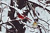 cardinal-goldfinch-snow-scan10016.jpg