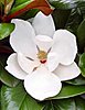 magnolia-flower.jpg