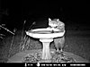 raccoon9132013mdgc0016.jpg