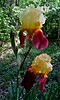 burgandy-yellow-iris-2.jpg