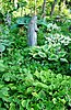 another-hosta-view-front.jpg