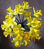 daffodils-4th-day.jpg