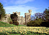 penrhyn-castle-daffodils.jpg