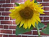 single-sunflower.jpg