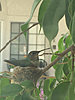 hummingbird-her-nest.-april-2018.jpg
