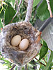 hummingbird-eggs-april-2018.jpg