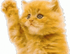 attachment-85914.gif