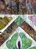 flutter-closeup.jpg