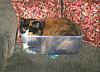 reeses-box.jpg