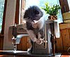 cat.jpg