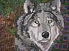 wolf.jpg