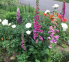 foxgloves-.png