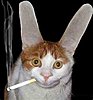 smoking-cat.jpg