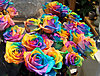 bunch-rainbow-roses-sale-gertrud-k-thumb-399x305-6584.jpg