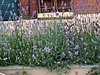 lavender-1.jpg