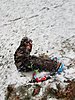 logan-sledding-...smaller.jpg
