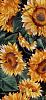 resized-sunflowers.jpg