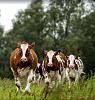 cows-coming-home.jpg