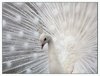 albino-peacock-head.bmp