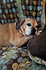 no-dogs-couch-2.jpg
