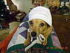amish-puppy-dale-w-michaela-005.jpg