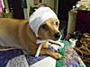 amish-puppy-dale-w-michaela-004.jpg