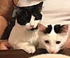kittens-dec-2019-cropped.jpg