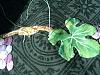 grapeleaf7.jpg