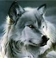 tf63's Avatar