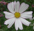 Cosmos's Avatar